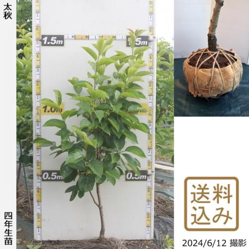 【順次出荷中】大苗◇カキ(甘柿