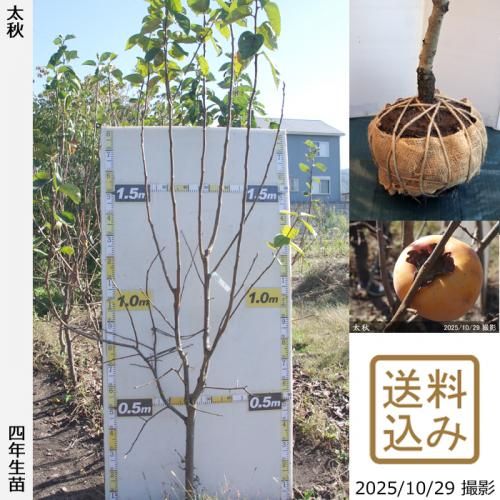 2025ǯͽʡġ(ų) (夦) [դ뤤 2022ǯ:LL]ռӡ緿