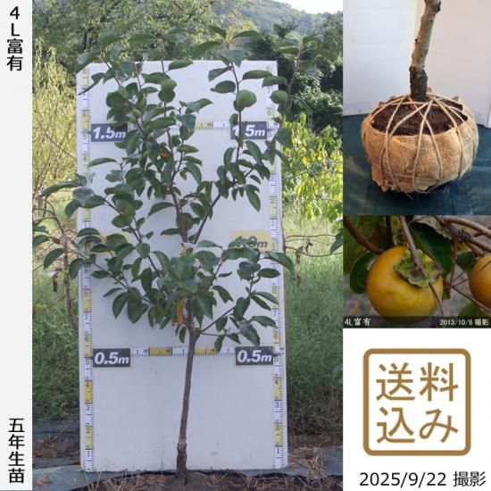 【2025年度予約商品】大苗◇