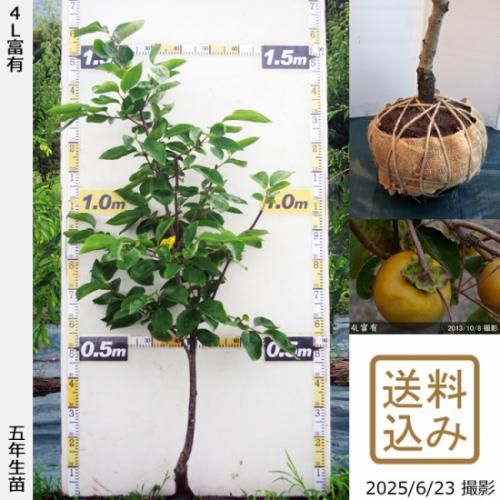 【2025年度予約商品】大苗◇