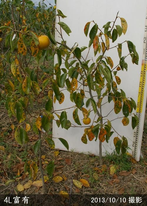 【2025年度予約商品】大苗◇