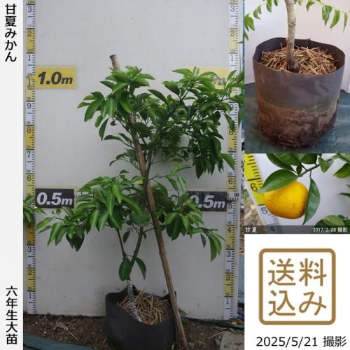 <img class='new_mark_img1' src='https://img.shop-pro.jp/img/new/icons14.gif' style='border:none;display:inline;margin:0px;padding:0px;width:auto;' />ڽ缡вۡԻѡڥॷﳲġ ŲƤߤ[ݥå 2020ǯ:M]