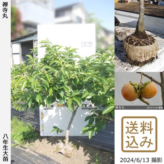 【順次出荷中】大苗◇カキ(不完