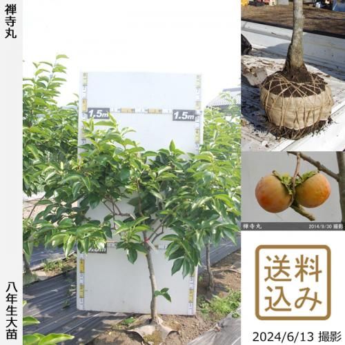 【順次出荷中】大苗◇カキ(不完