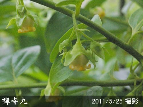 【2025年度予約商品】大苗◇