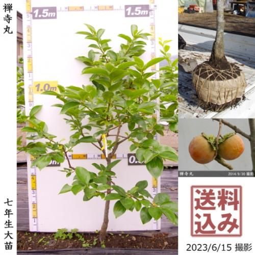 【順次出荷中】大苗◇カキ(不完