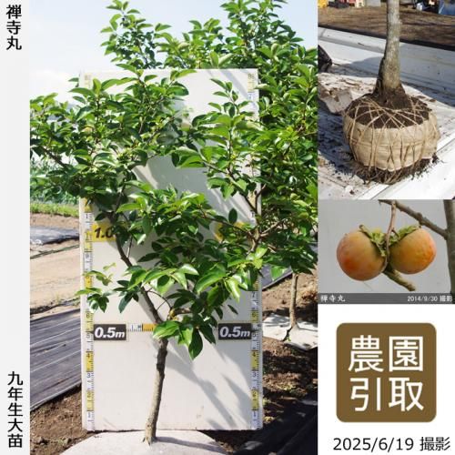 <img class='new_mark_img1' src='https://img.shop-pro.jp/img/new/icons14.gif' style='border:none;display:inline;margin:0px;padding:0px;width:auto;' />2025ǯͽʡġ(Դų) (󤸤ޤ)[Ϸ 2017ǯ:L]ռӡΤ