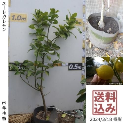 【順次出荷中】◇農薬不使用【エ