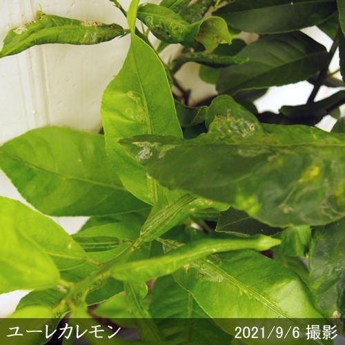 【順次出荷中】◇農薬不使用【エ