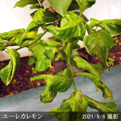 【順次出荷中】◇農薬不使用【エ