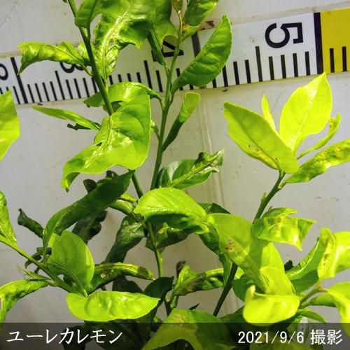 【順次出荷中】◇農薬不使用【エ