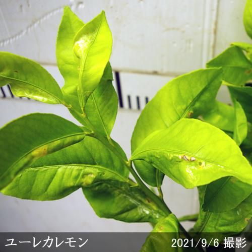 【順次出荷中】◇農薬不使用【エ