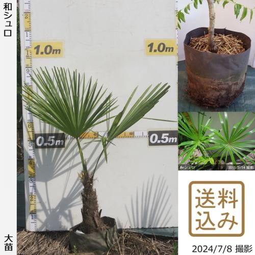 果樹苗木・成木通販の 特等大苗専門店 すだ農園@京都亀岡