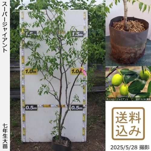 <img class='new_mark_img1' src='https://img.shop-pro.jp/img/new/icons14.gif' style='border:none;display:inline;margin:0px;padding:0px;width:auto;' />ڽ缡вġʥĥ(ܧ)ѡ㥤[ݥå 2019ǯ:3L]ռӡ緿