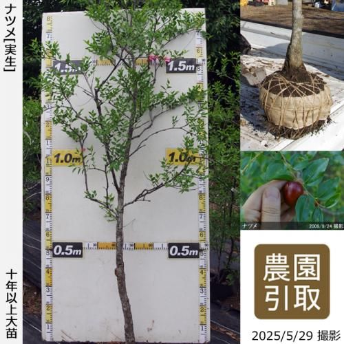 <img class='new_mark_img1' src='https://img.shop-pro.jp/img/new/icons14.gif' style='border:none;display:inline;margin:0px;padding:0px;width:auto;' />【予約商品】大苗◇ナツメ(棗)[地掘苗2013年:3L]～実付実績～＊農園引取のみ