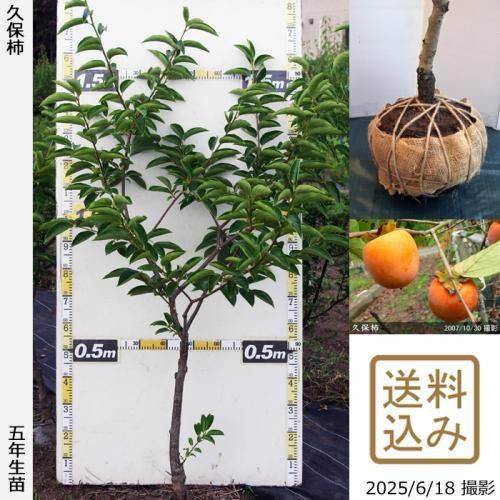 <img class='new_mark_img1' src='https://img.shop-pro.jp/img/new/icons14.gif' style='border:none;display:inline;margin:0px;padding:0px;width:auto;' />2025ǯͽʡġ(Դų)()[Ϸ 2021ǯ:L]ռӡ緿