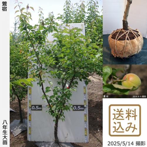 <img class='new_mark_img1' src='https://img.shop-pro.jp/img/new/icons14.gif' style='border:none;display:inline;margin:0px;padding:0px;width:auto;' />2025ǯͽʡġ()(夯)[Ϸ 2018ǯ:L]ռӡ緿