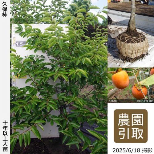 中型の柿の木（実付き） 柿の苗木一覧 果樹苗専門店の通販 苗木部 By 花ひろばオンライン本店