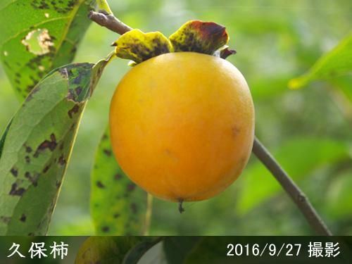 【順次出荷中】大苗◇カキ(不完