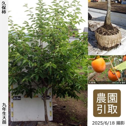 <img class='new_mark_img1' src='https://img.shop-pro.jp/img/new/icons14.gif' style='border:none;display:inline;margin:0px;padding:0px;width:auto;' />2025ǯͽʡġ(Դų)()[Ϸ 2017ǯ:3L]ռӡΤ