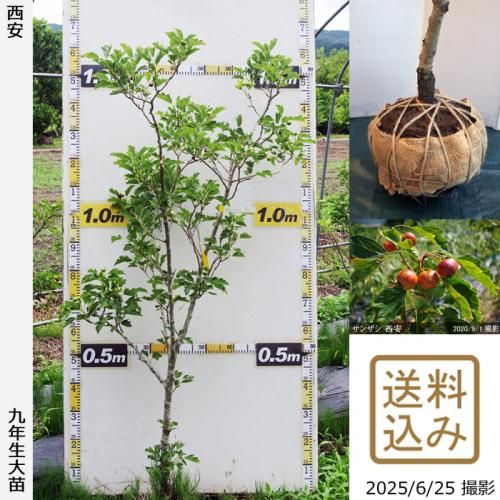<img class='new_mark_img1' src='https://img.shop-pro.jp/img/new/icons14.gif' style='border:none;display:inline;margin:0px;padding:0px;width:auto;' />2025ǯͽʡġ󥶥() [ 2017ǯ:M]ռӡ