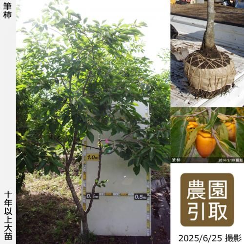<img class='new_mark_img1' src='https://img.shop-pro.jp/img/new/icons14.gif' style='border:none;display:inline;margin:0px;padding:0px;width:auto;' />ͽʡġ(Դų) ɮ(դǤ)[Ϸ 2013ǯ:3L]ռӡΤ