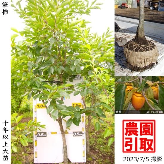 【順次引渡中】大苗◇カキ(不完