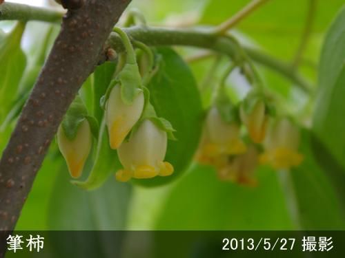【順次引渡中】大苗◇カキ(不完