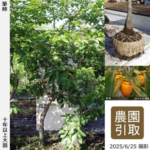 <img class='new_mark_img1' src='https://img.shop-pro.jp/img/new/icons14.gif' style='border:none;display:inline;margin:0px;padding:0px;width:auto;' />ͽʡġ(Դų) ɮ(դǤ)[Ϸ 2014ǯ:4L]ռӡΤ
