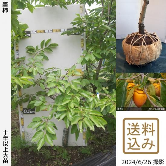 【順次出荷中】大苗◇カキ(不完