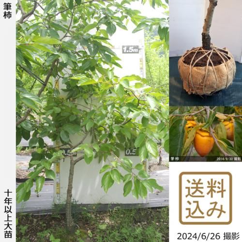 【順次出荷中】大苗◇カキ(不完