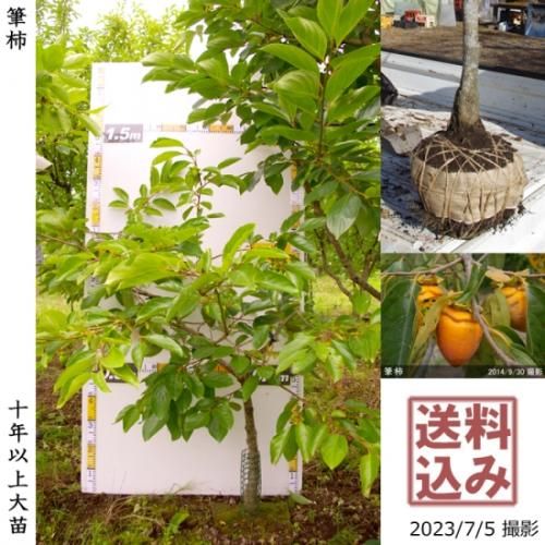【順次出荷中】大苗◇カキ(不完