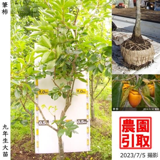 【順次引渡中】大苗◇カキ(不完
