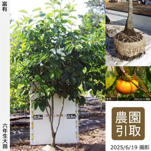 <img class='new_mark_img1' src='https://img.shop-pro.jp/img/new/icons14.gif' style='border:none;display:inline;margin:0px;padding:0px;width:auto;' />2025ǯͽʡġ(ų)ͭ(դ椦)[Ϸ 2020ǯ:4L]ռӡΤ