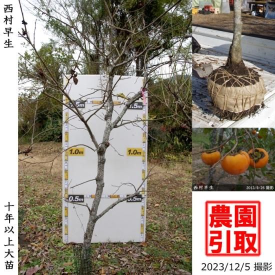 カキ 不完全甘柿 西村早生 にしむらわせ 地掘大苗 果樹苗 大苗 苗木販売の隅田農園 京都丹波 カキ 不完全甘柿 西村早生 にしむらわせ 地掘大苗 果樹苗 大苗 苗木販売の隅田農園 京都丹波