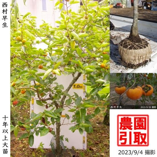 【予約商品】大苗◇カキ(不完全