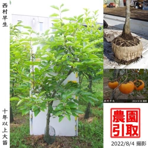 【予約商品】大苗◇カキ(不完全