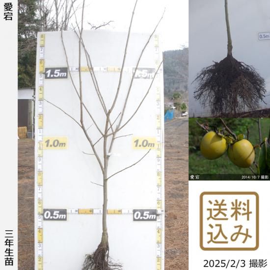 【順次出荷中】3年生苗◇カキ(