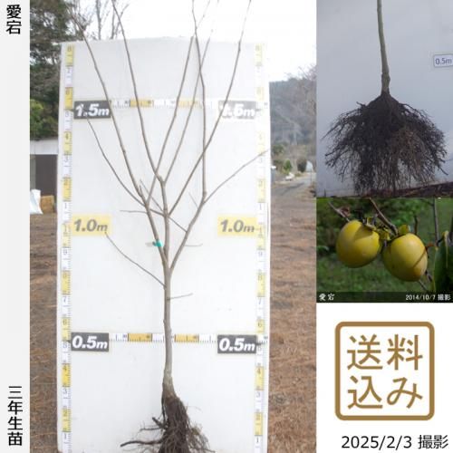 【順次出荷中】3年生苗◇カキ(