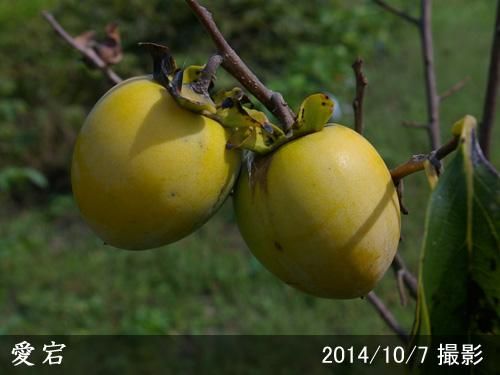 【順次出荷中】大苗◇カキ(渋柿