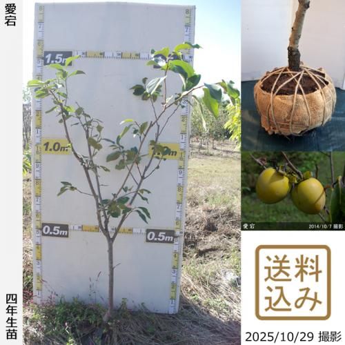 <img class='new_mark_img1' src='https://img.shop-pro.jp/img/new/icons14.gif' style='border:none;display:inline;margin:0px;padding:0px;width:auto;' />ڽ缡вġ(³)()[Ϸ 2022ǯ:L]