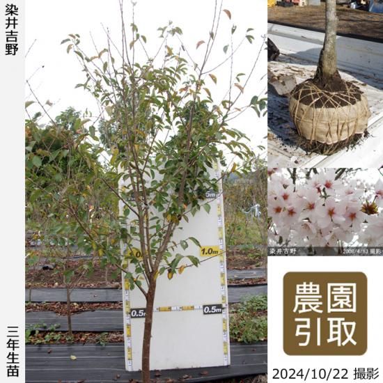 【順次引渡中】3年生苗◇サクラ