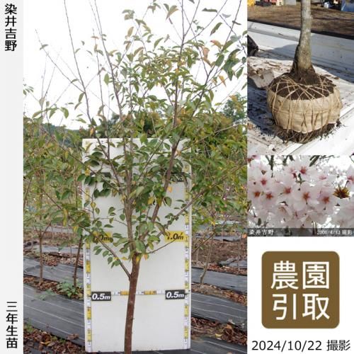 【順次引渡中】3年生苗◇サクラ