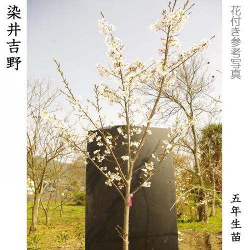 【順次引渡中】3年生苗◇サクラ