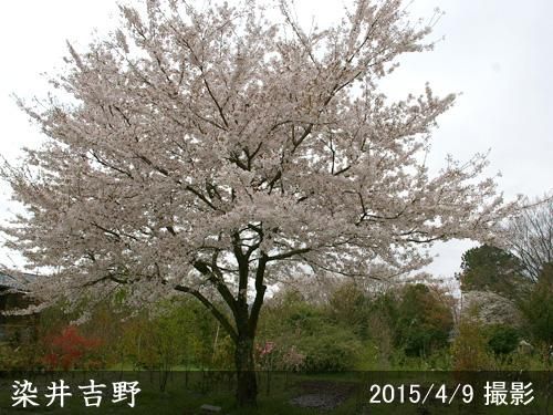【順次引渡中】3年生苗◇サクラ
