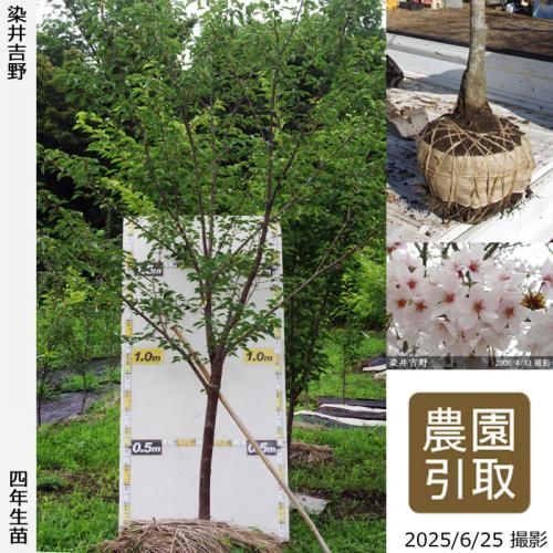 <img class='new_mark_img1' src='https://img.shop-pro.jp/img/new/icons14.gif' style='border:none;display:inline;margin:0px;padding:0px;width:auto;' />2025ǯͽʡġ()(ᥤ襷)[Ϸ 2022ǯ:5L(high)]Τ
