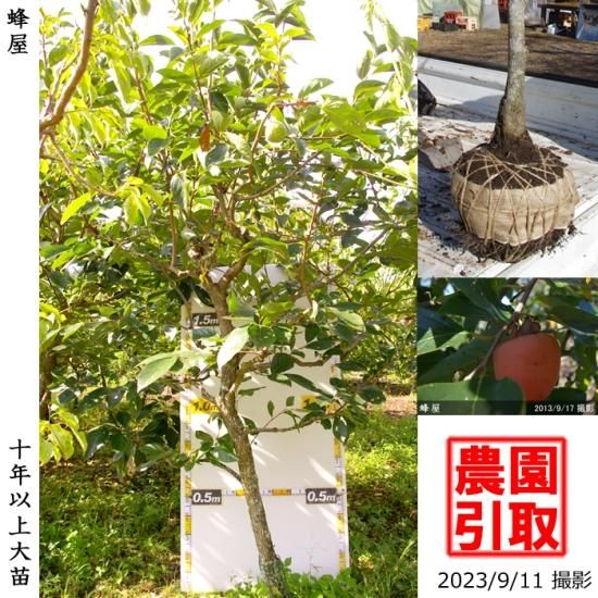 【予約商品】大苗◇カキ(渋柿)