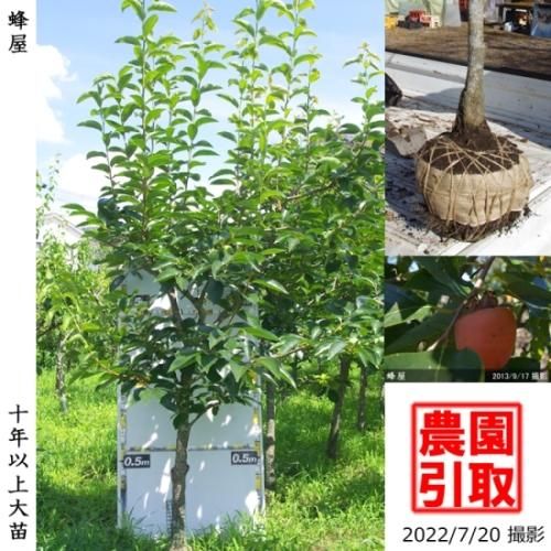 【予約商品】大苗◇カキ(渋柿)