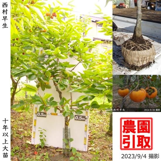 【予約商品】大苗◇カキ(不完全