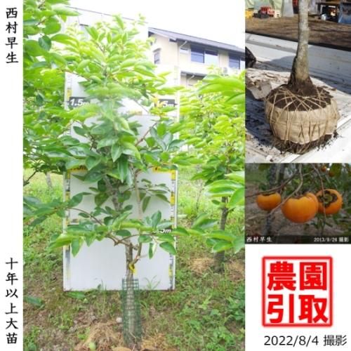 【予約商品】大苗◇カキ(不完全